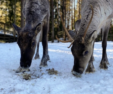 Ähtäristä metsäpeura Ruotsiin